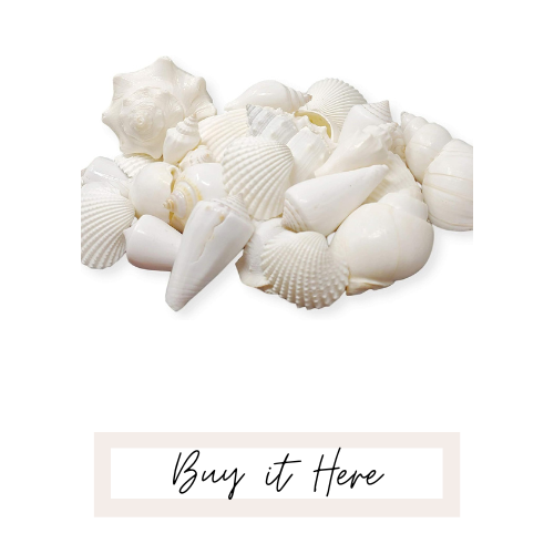 seashell decor